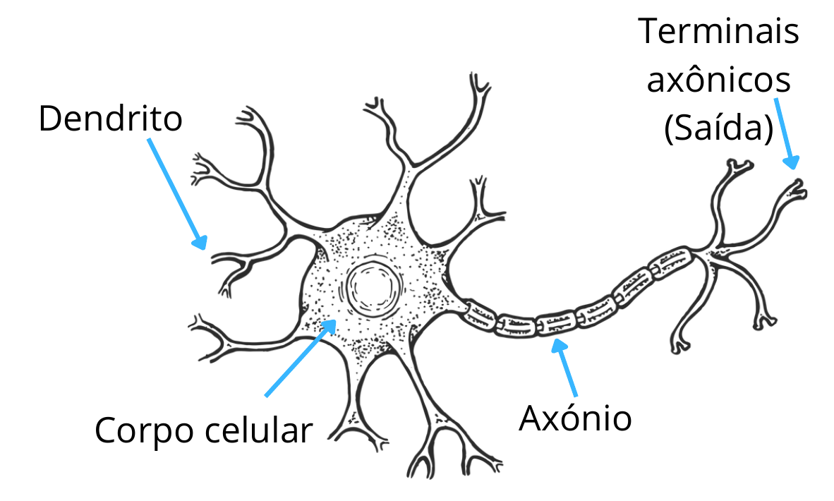 Representação do modelo biológico do neurônio
